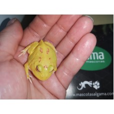 Rana Pacman Pikachu - Ceratophrys cranwelli